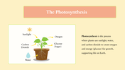 201107-biology-subject-for-pre-k-parts-of-a-plant-06