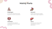 201169-all-about-digestion-lesson-for-middle-school-06