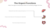 201169-all-about-digestion-lesson-for-middle-school-11