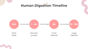 201169-all-about-digestion-lesson-for-middle-school-12