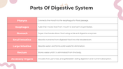 201169-all-about-digestion-lesson-for-middle-school-15