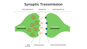 Illustration of synaptic transmission showing the presynaptic and postsynaptic neurons on a green theme.