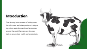 301322-cow-farming-02