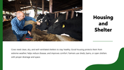 301322-cow-farming-04