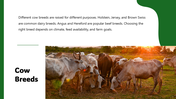 301322-cow-farming-05