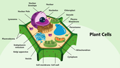 301346-plant-cells-01
