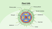 301346-plant-cells-02