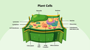 301346-plant-cells-03