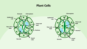 301346-plant-cells-04