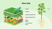 301346-plant-cells-05