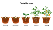 301356-plants-hormone-01
