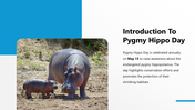 301374-pygmy-hippo-day-02