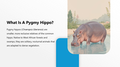 301374-pygmy-hippo-day-03