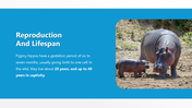 301374-pygmy-hippo-day-09