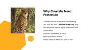 301450-international-cheetah-day-03
