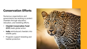 301450-international-cheetah-day-06