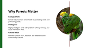 301472-world-parrot-day-03