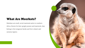 301527-world-meerkat-day-03
