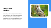 301606-international-owl-awareness-day-03