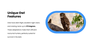 301606-international-owl-awareness-day-05