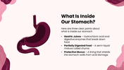 301608-biology-subject-for-high-school-the-stomach-03