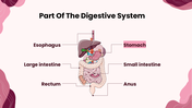 301608-biology-subject-for-high-school-the-stomach-06