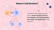 301611-biology-subject-for-high-school-cell-division-02