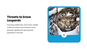 301656-international-snow-leopard-day-04