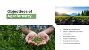 301925-agroforestry-03