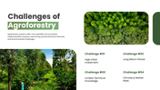 301925-agroforestry-07