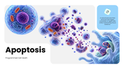 301931-apoptosis-01