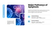 301931-apoptosis-03