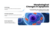 301931-apoptosis-04