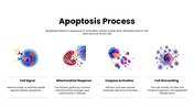 301931-apoptosis-05