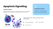 301931-apoptosis-06