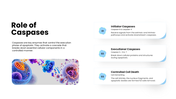 301931-apoptosis-07