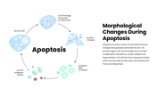 301931-apoptosis-08