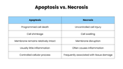 301931-apoptosis-09