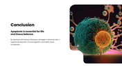 301931-apoptosis-10