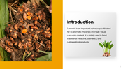 301938-turmeric-cultivation-02