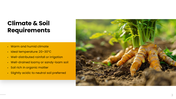 301938-turmeric-cultivation-03