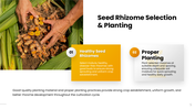 301938-turmeric-cultivation-05
