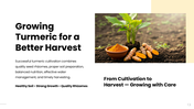 301938-turmeric-cultivation-13