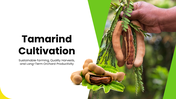 301939-tamarind-cultivation-01