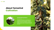 301939-tamarind-cultivation-02