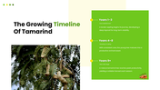 301939-tamarind-cultivation-03