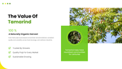 301939-tamarind-cultivation-04