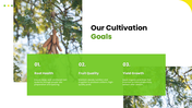301939-tamarind-cultivation-05