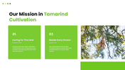 301939-tamarind-cultivation-06