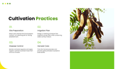 301939-tamarind-cultivation-07